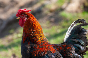 Beautiful red neck rooster outdoor