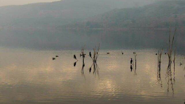 Birds perched on dry tree branches in a foggy lake and ducks swimming in the lake. Great Cormorant, Mallard, Great Crested Grebe