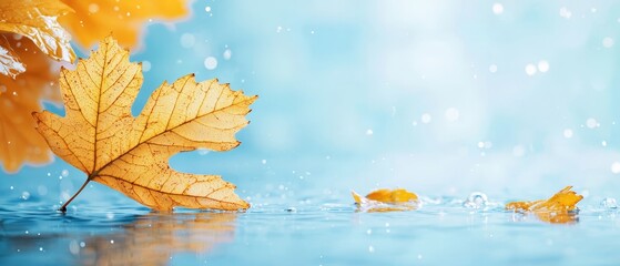  A yellow leaf drifts atop still water, beside another leaf speckled with water droplets
