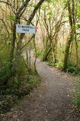 Sign 'To Waterfall Track' in Forest - Scenic Hiking Path Guide