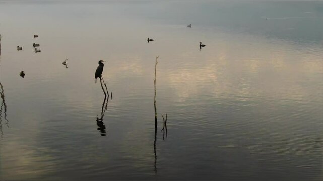 Birds perched on dry tree branches in a foggy lake and ducks swimming in the lake. Great Cormorant, Mallard, Great Crested Grebe