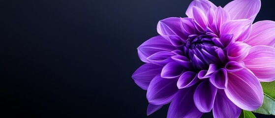  A purple flower, closely framed, featuring a green leaf at its tip against a black backdrop