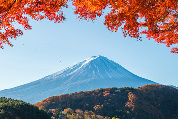 Fototapeta premium Mount Fuji with maple tree during a sunny day in autumn season on lake Kawaguchi