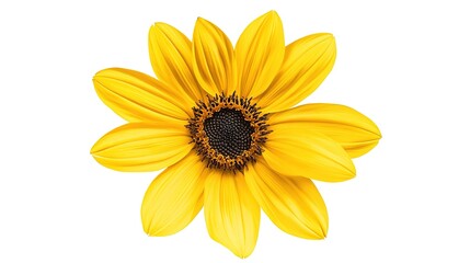 Single sunflower bloom in a cutout effect against white