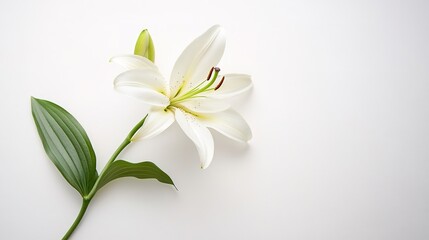 Fototapeta premium Single lily stem isolated on a pure white background