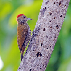 Little Woodpecker (Veniliornis passerinus) male, perched on a trunk with holes