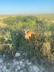 Processed with Focos