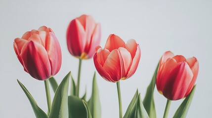Fototapeta premium Close-up of tulips in bloom against a simple white background