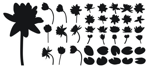 Big set of water lily, water lilies, silhouette of buds and plant foliage