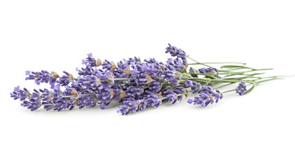 Bunch of lavender flowers isolated on a clean white surface