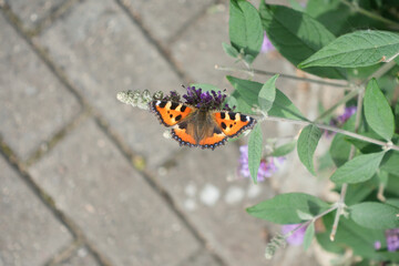 chocolate butterfly among flowers