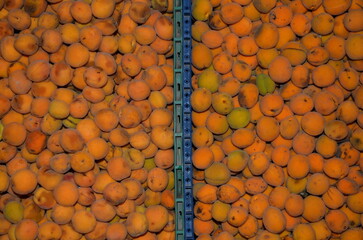 The border of two boxes with apricots runs vertically.