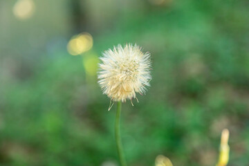 Dandelion fluff (Taraxacum) on green background