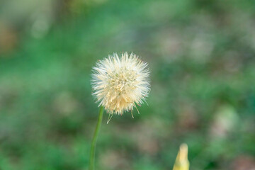 Dandelion fluff (Taraxacum) on green background