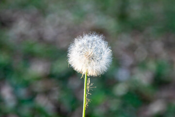 Dandelion fluff (Taraxacum) on green background