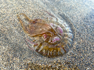 MEDUSOZOA. MEDUSAS TRANSPARENTES EN LA ARENA. DETALLE. 
