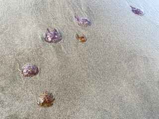 MEDUSOZOA, VARIAS MEDUSAS TRANSPARENTES EN LA ARENA. DETALLE. 