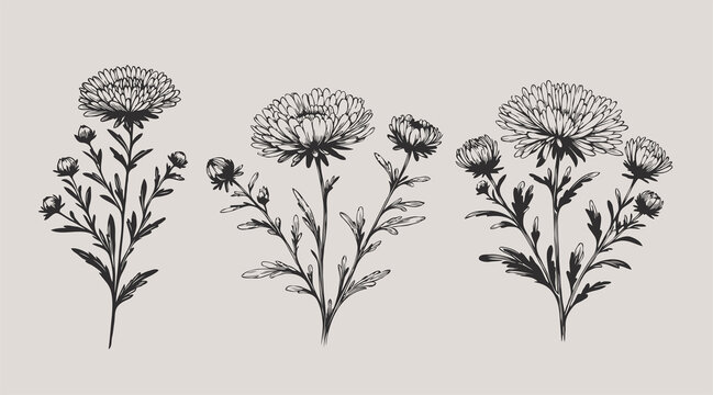 Aster, dahlia, chrysanthemum sketch flowers
illustration outline of a flower
black and white line art, lineart
set of contour flower, line art of flowers, leaves