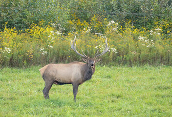 Elk Bull Bugling Autumn Rut Royal Imperial Monarch Antlers