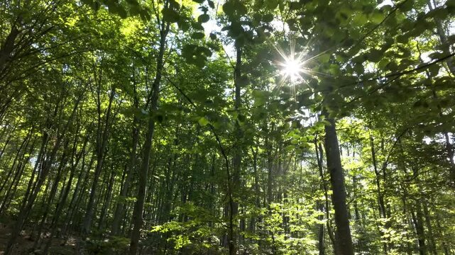 Forest in the mountain with amazing trees aerial view from fpv drone in the morning