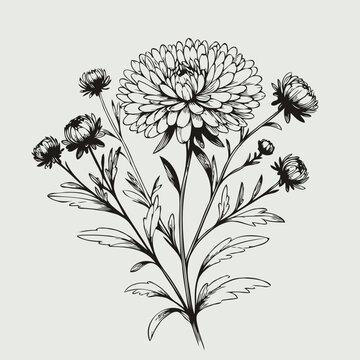 black and white aster flower drawing clip art preview