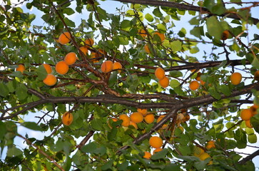 Branch of an apricot tree with sparsely growing fruits.