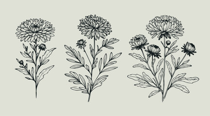Adobe Illustrator Artwork
Aster, dahlia, chrysanthemum sketch flowers
illustration outline of a flower
black and white line art, lineart
set of contour flower, line art of flowers, leaves