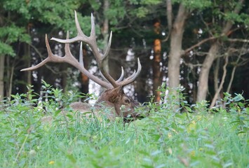 Gorgeous Elk Bull Resting During the Autumn Rut