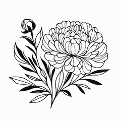 set of contour peony, poppy, anemone, ranunculus flower, line art of flowers, leaves
black and white illustration
set of decorative elements of plants