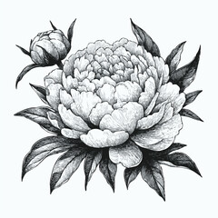 set of contour peony, poppy, anemone, ranunculus flower, line art of flowers, leaves
black and white illustration
set of decorative elements of plants