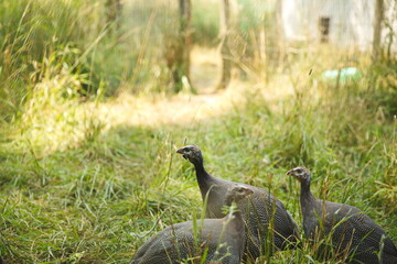 Guinea hens on a small farm in Ontario, Canada.