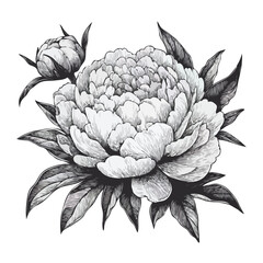 Obraz premium Adobe Illustrator Artwork set of contour peony, poppy, anemone, ranunculus flower, line art of flowers, leaves black and white illustration set of decorative elements of plants