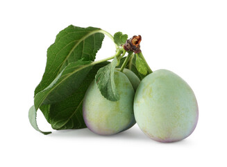 Ripe plums with leaves isolated on white