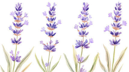 Naklejka premium Delicate Watercolor Lavender Flowers Softly Framed in Gentle Hues Generative AI