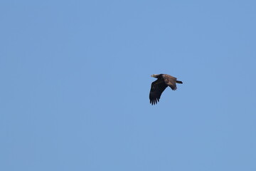 Juvenile eagle soaring against a blue sky. 