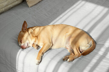 Cute Chihuahua dog sleeping on bed in room