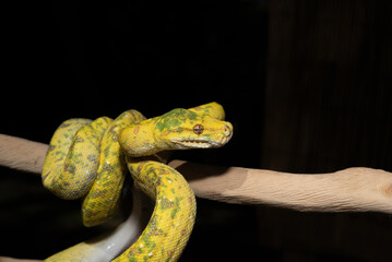 Green Tree Pythons in my Backyard
