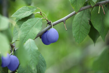 Ripe plums growing on tree in garden, closeup