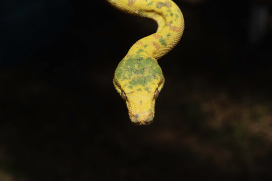 Green Tree Pythons in my Backyard