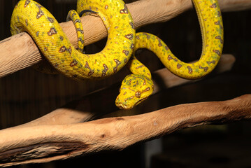 Obraz premium Green Tree Pythons in my Backyard