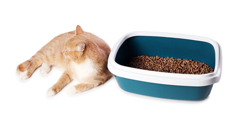 Cute ginger cat near litter tray on white background