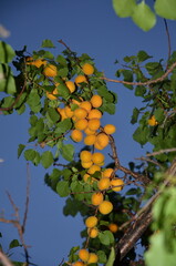 A branch with ripe apricot fruits is shot against the background of the evening sky.