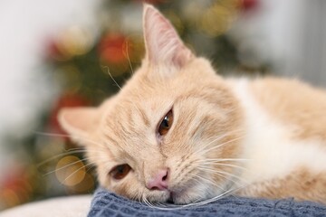 Cute ginger cat lying on blanket in room decorated for Christmas