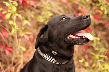 Portrait of adorable Labrador Retriever dog outdoors