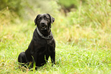Adorable Labrador Retriever dog sitting on green grass outdoors. Space for text