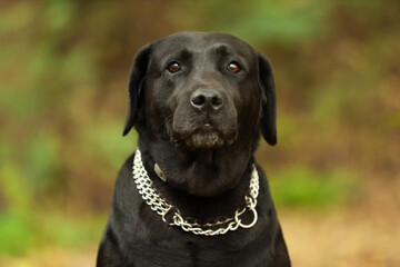 Portrait of adorable Labrador Retriever dog on blurred background