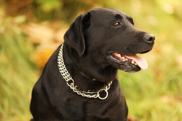 Portrait of adorable Labrador Retriever dog on blurred background