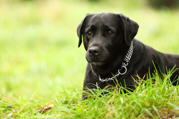 Adorable Labrador Retriever dog on green grass. Space for text