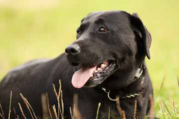 Adorable Labrador Retriever dog on green grass