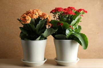 Different beautiful kalanchoe flowers in pots on table